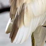 _04B3654 Le crabier lisse ses plumes